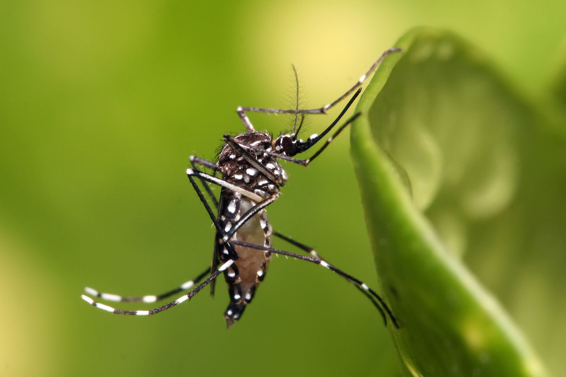El mosquito 'Aedes aegypti', puede ser portador del virus del dengue y de otras enfermedades y pandemias / Foto: Wikimedia
