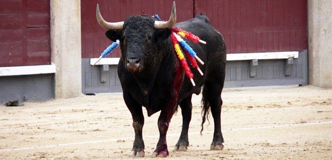 Un toro se desangra en la plaza por las heridas causadas por las banderillas / Foto: Manuel González - Wikipedia
