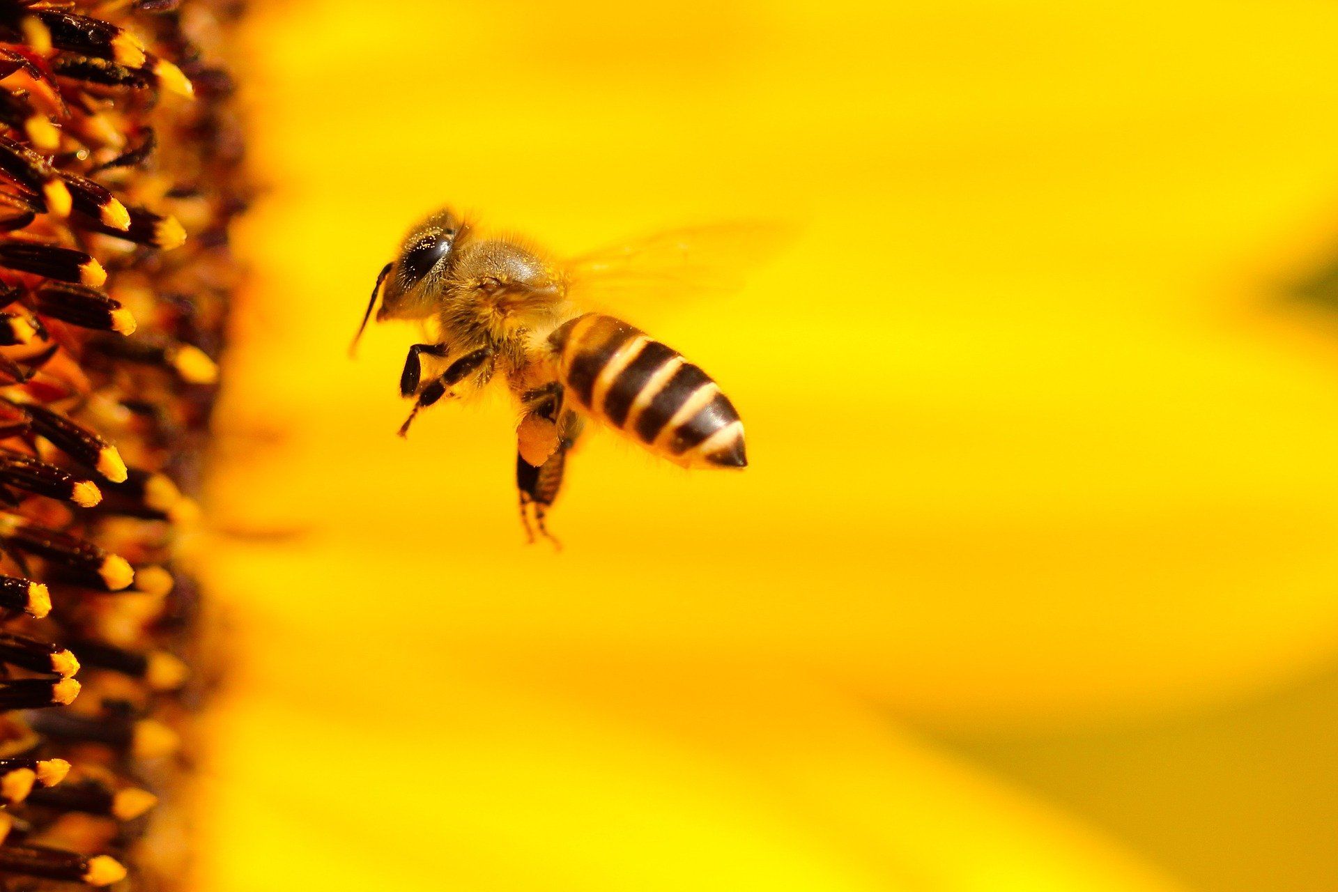 El declive de los abejas y otros polinizadores puede comprometer la seguridad alimentaria y la conservación de muchos ecosistemas / Foto: Hans Benn - Pixabay