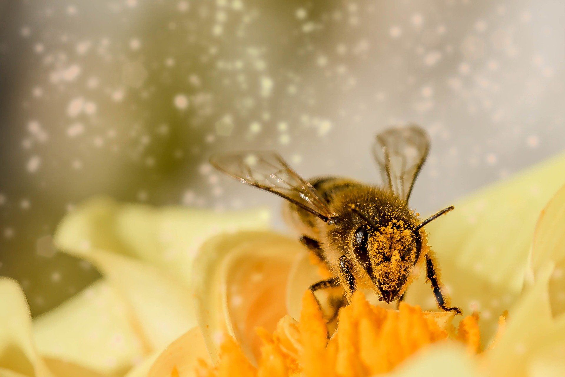 Las abejas y otros polinizadores desempeñan una función vital como servicio ecosistémico regulador de la naturaleza / Foto: Pixabay