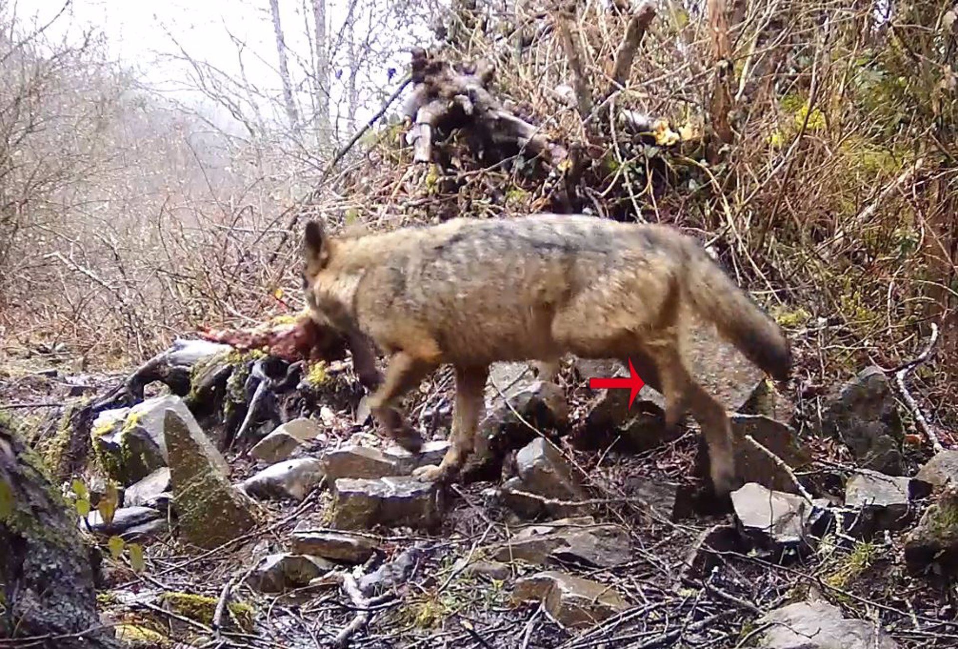 Imagen de un lobo herido. FAPAS  / Foto: EP