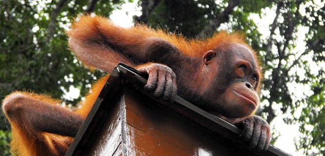 El Centro de Sepilok acoge a los animales hasta que puedan ser de nuevo independientes / Foto: Alberto G. Palomo