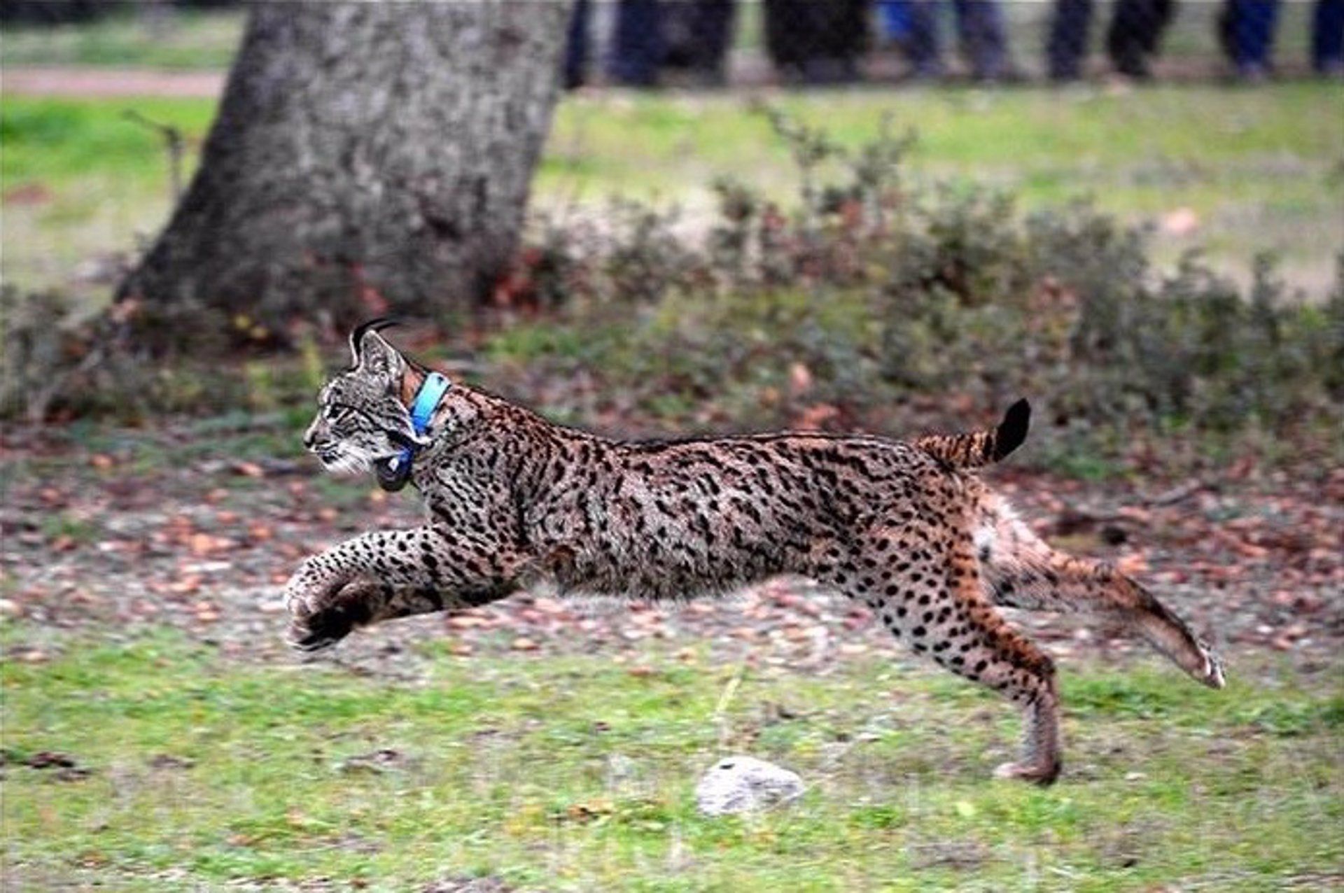 Ejemplar de lince ibérico, víctima habitual en las muertes de fauna por atropellos  / Foto: EP