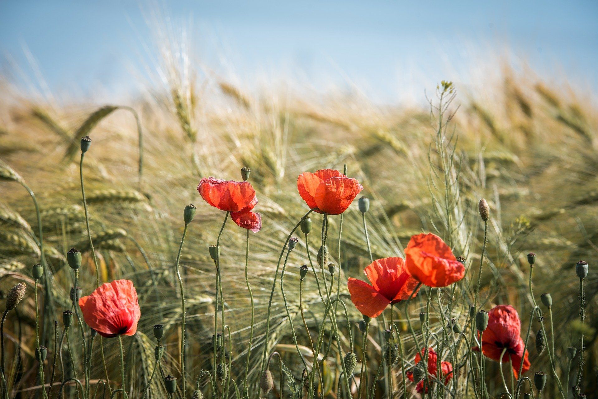 Cambio de modelo agrícola adaptado al cambio climático. Escasez de agua / Foto: Gerald Friedrich - Pixabay