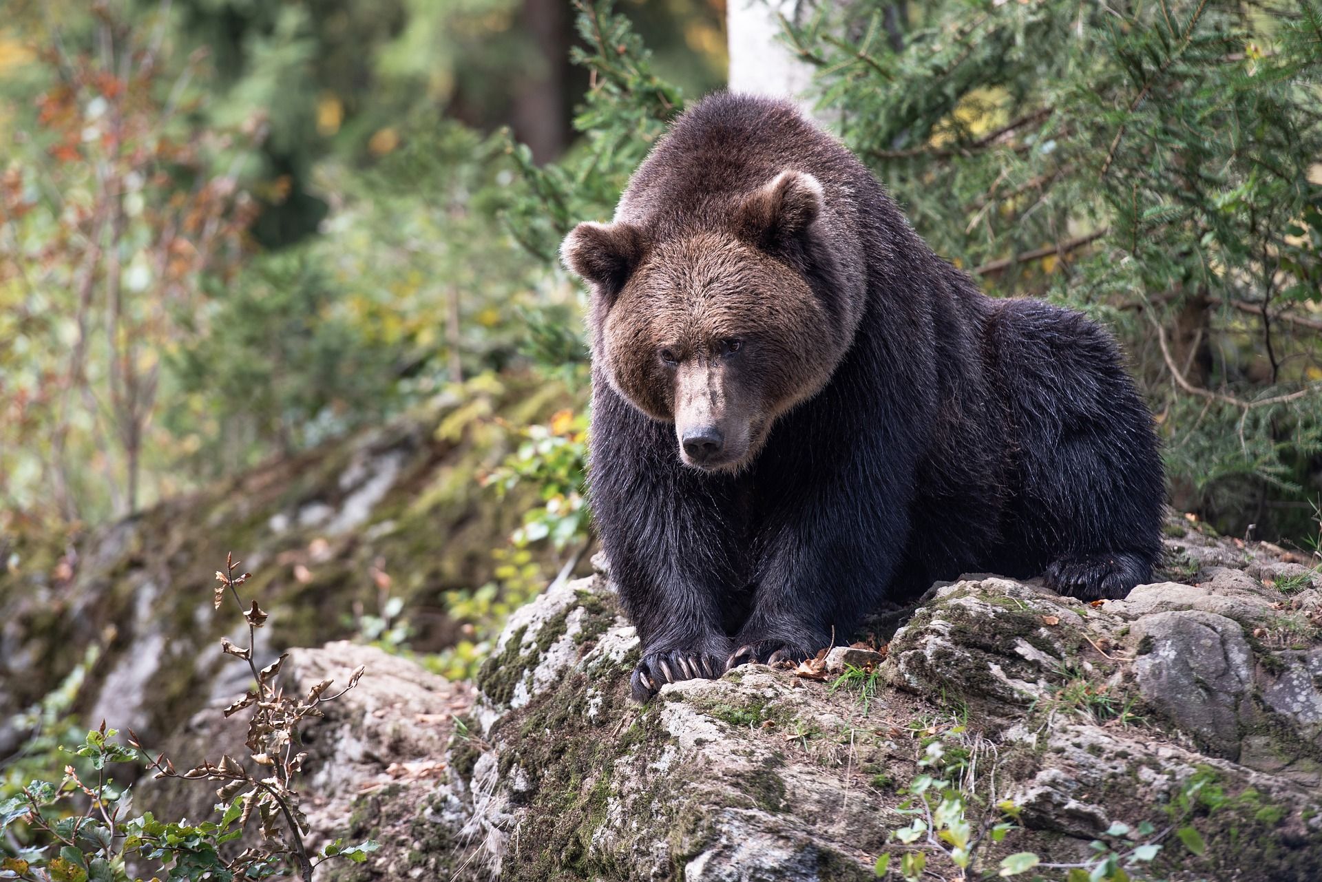 Los osos pardos europeos ponen marcas en los árboles para otros osos y osas / Foto: Eszter Miller - Pixabay
