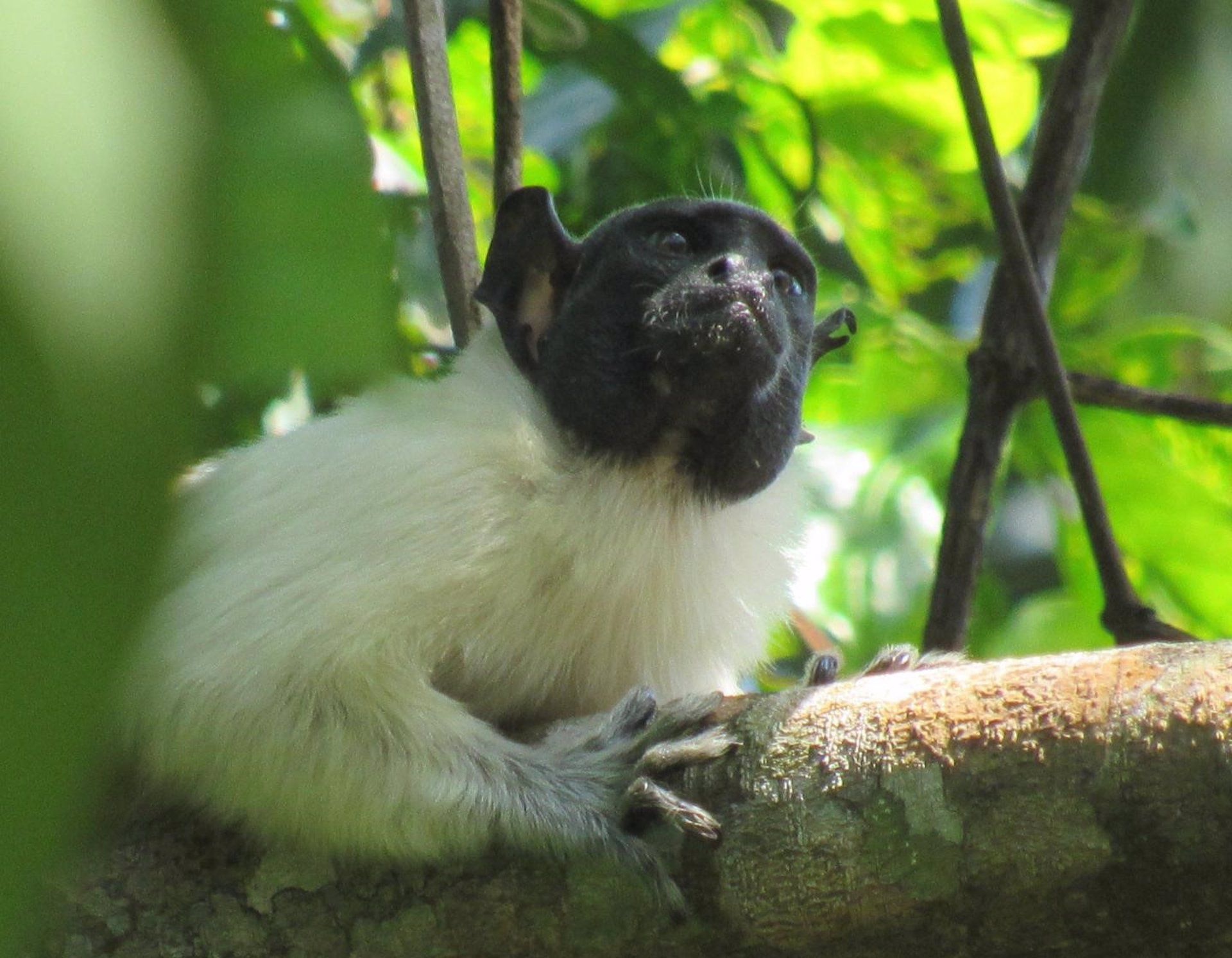 Una de las muchas especies monos, el Tamarino calvo / Foto: EP