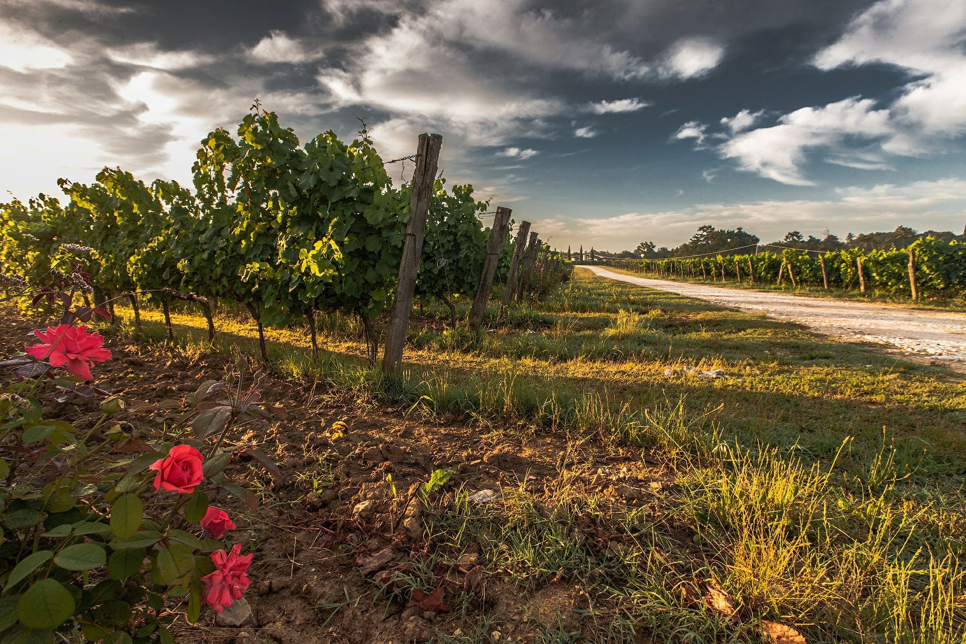 Campo de viñas. 'Erasmus rural' / Foto: Aloha Malakhov - Pixabay