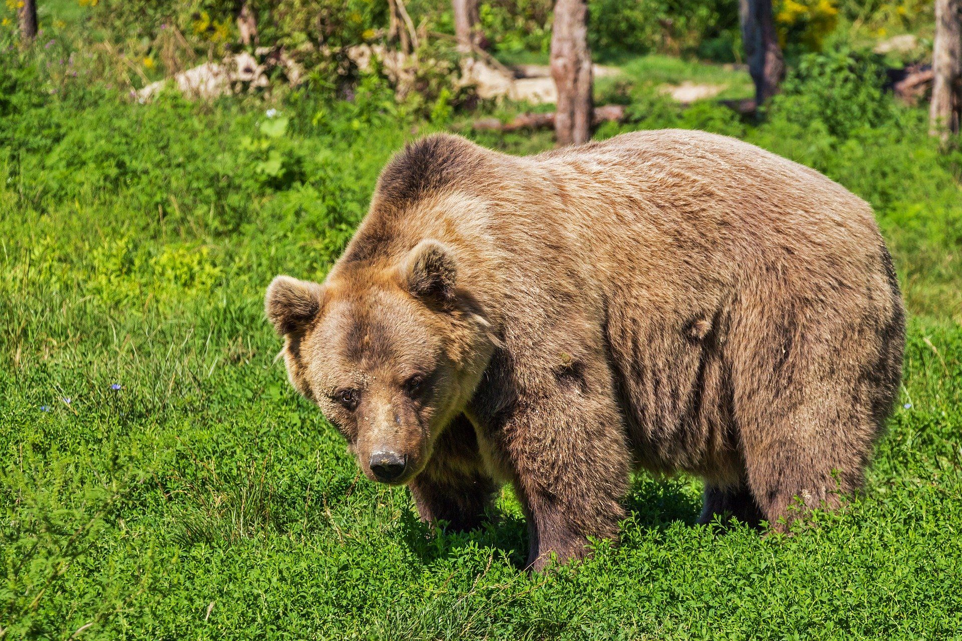 El oso es un animal salvaje / Foto: Pixabay