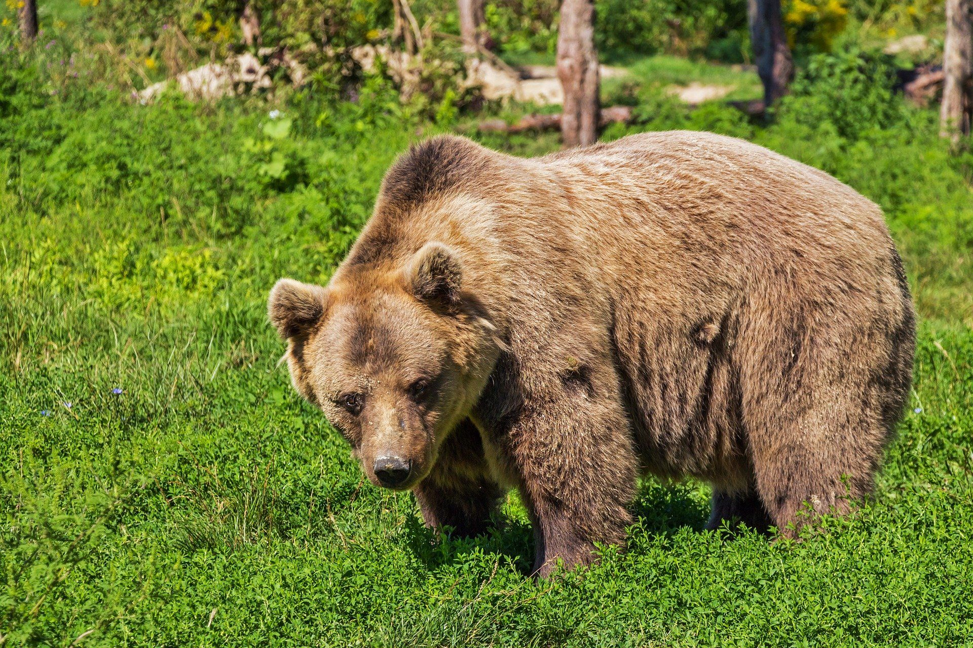 Las bacterias despierta Mandíbula de la muerte El oso es un animal salvaje que se está humanizando