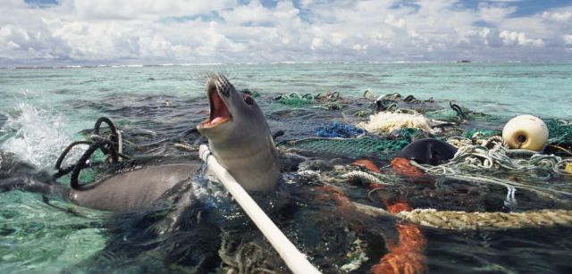 Nuestros océanos están poseídos por las redes fantasma / Foto: WWF