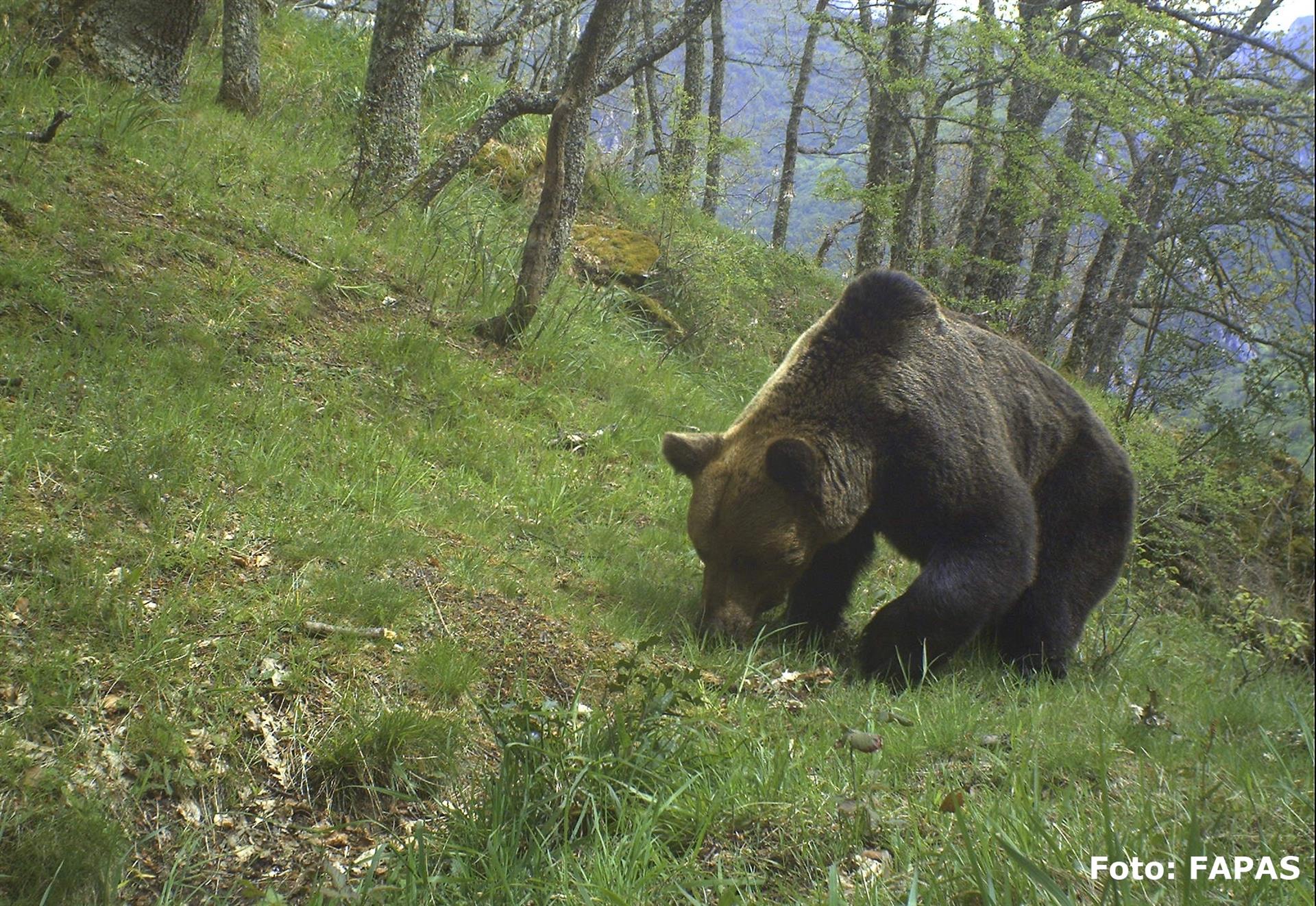 Ejemplar de oso pardo / Foto: Fapas