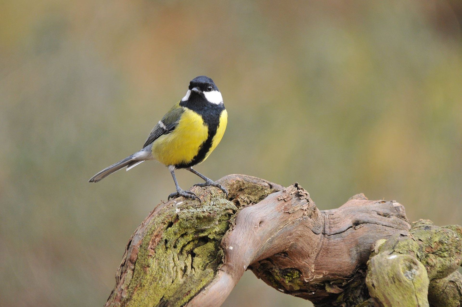 Un ejemplar de ave de la especie de carbonero común ('parus major') que se puede encontrar en las ciudades / Foto: EP