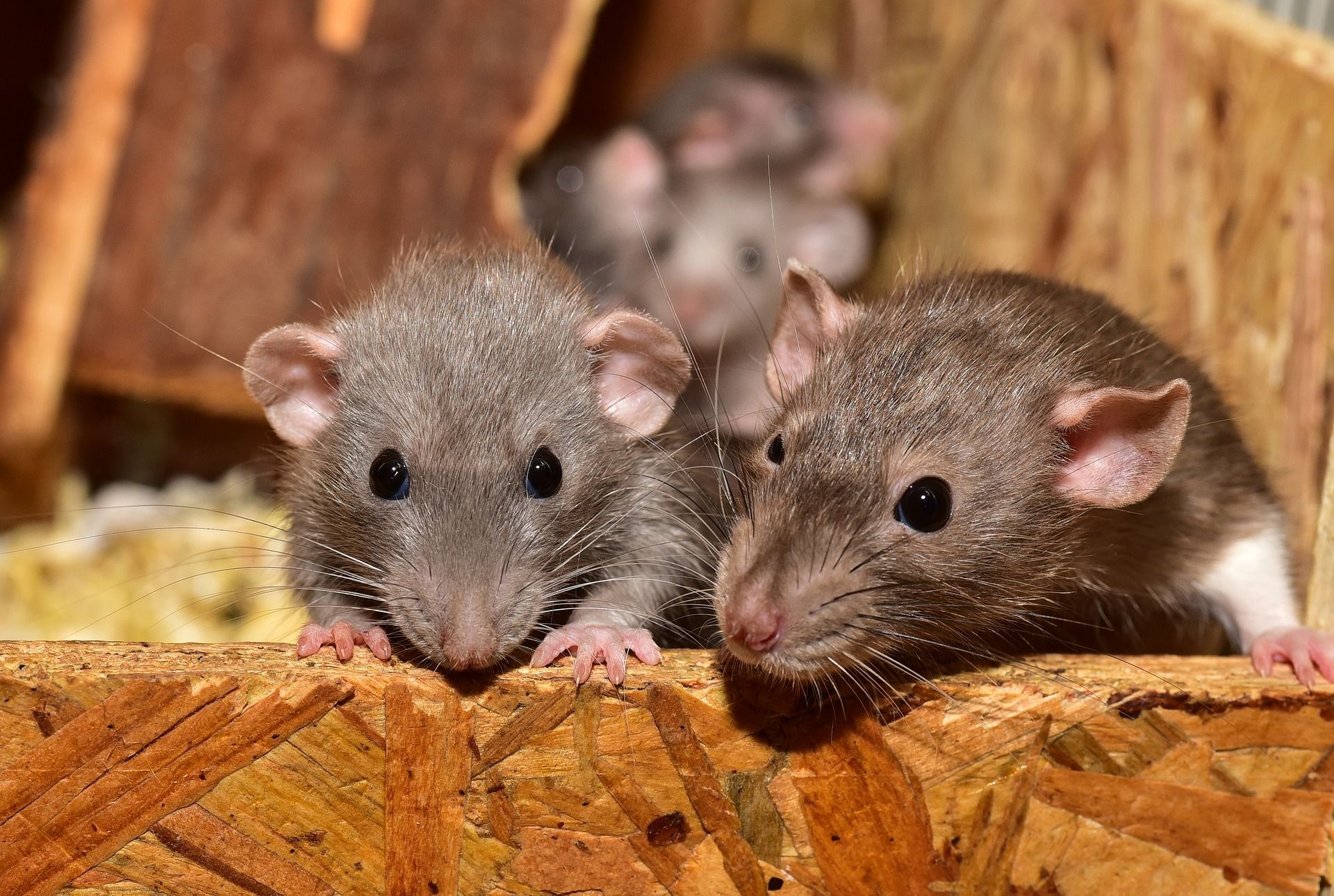 Este año preocupa de manera especial la aparición de plagas de ratas / Foto: EP