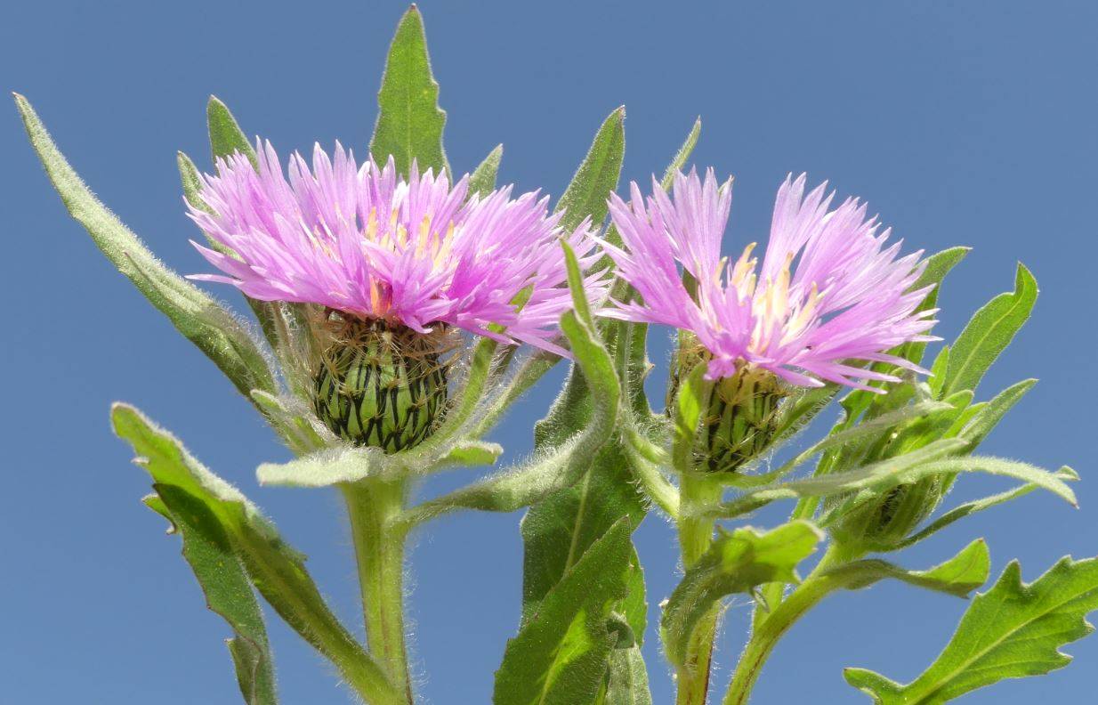 Centaurea pullata localizada en el parque Juan Carlos I de Madrid / Foto: SINC