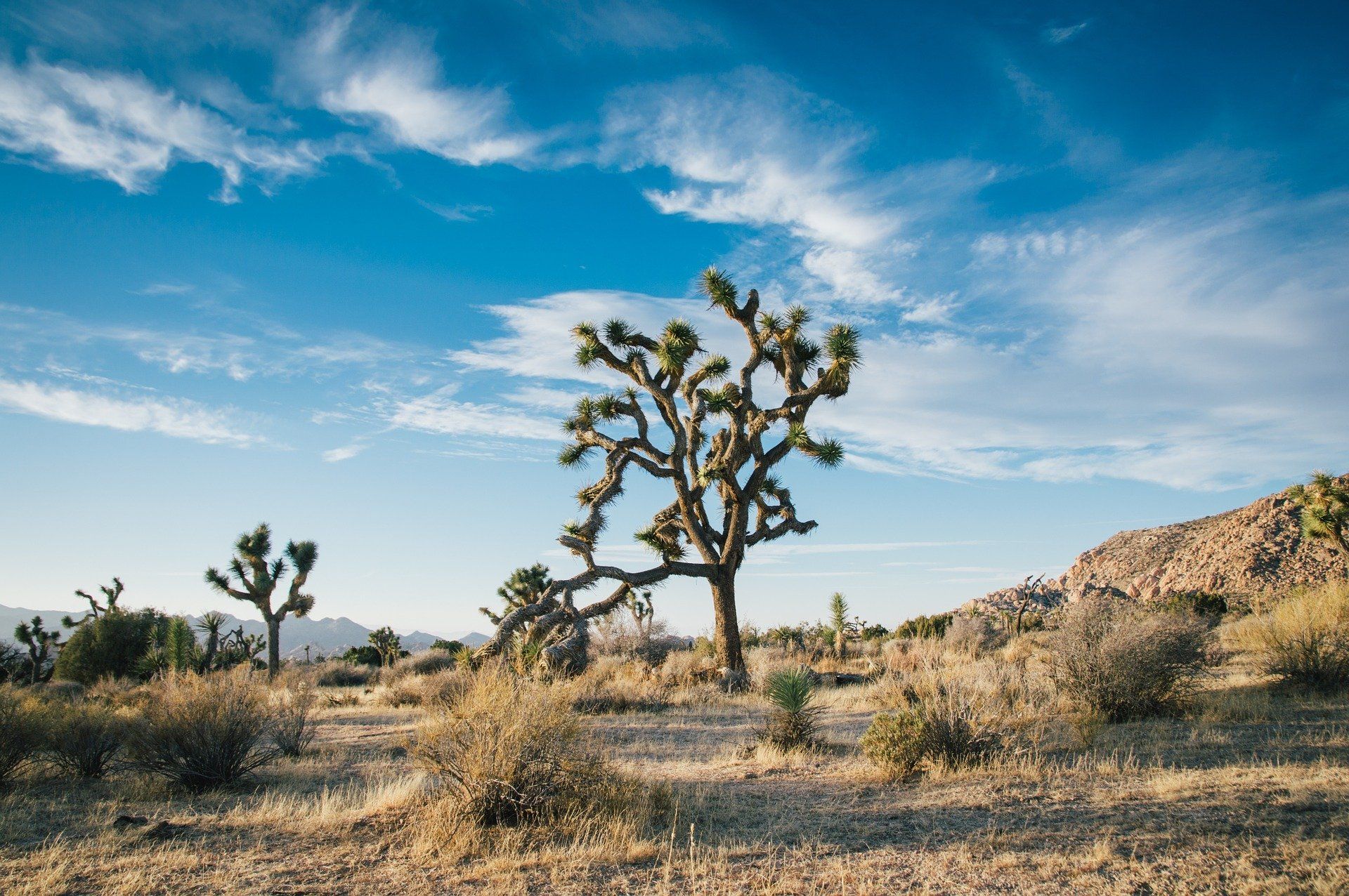 Árbol de Josué en el parque nacional en una zona desértica de California. Árboles transgénicos / Foto: Pixabay