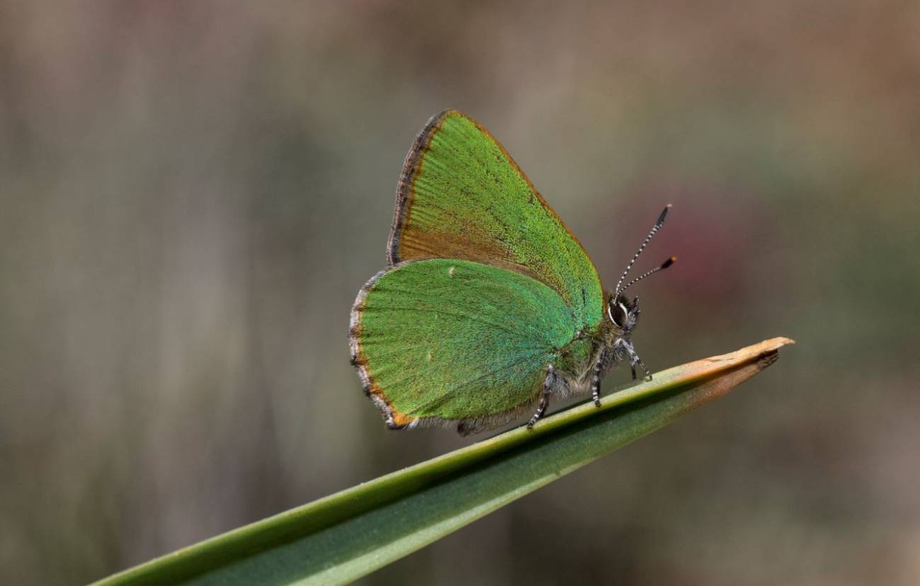 Ejemplar de una de las mariposas de la especie 'Callophrys rubi' / Foto: SINC