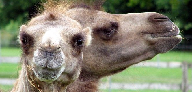 El camello asiático es uno de los animales más perseguidos para el consumo humano / Foto: Arpingstone - Wikipedia
