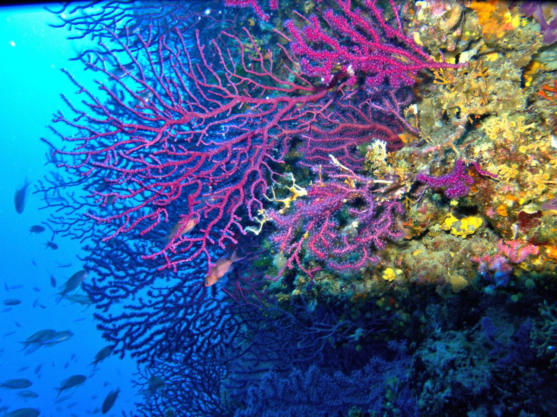 Especie 'Paramuricea Clavata' frecuente en el mar Mediterráneo / Foto: EP