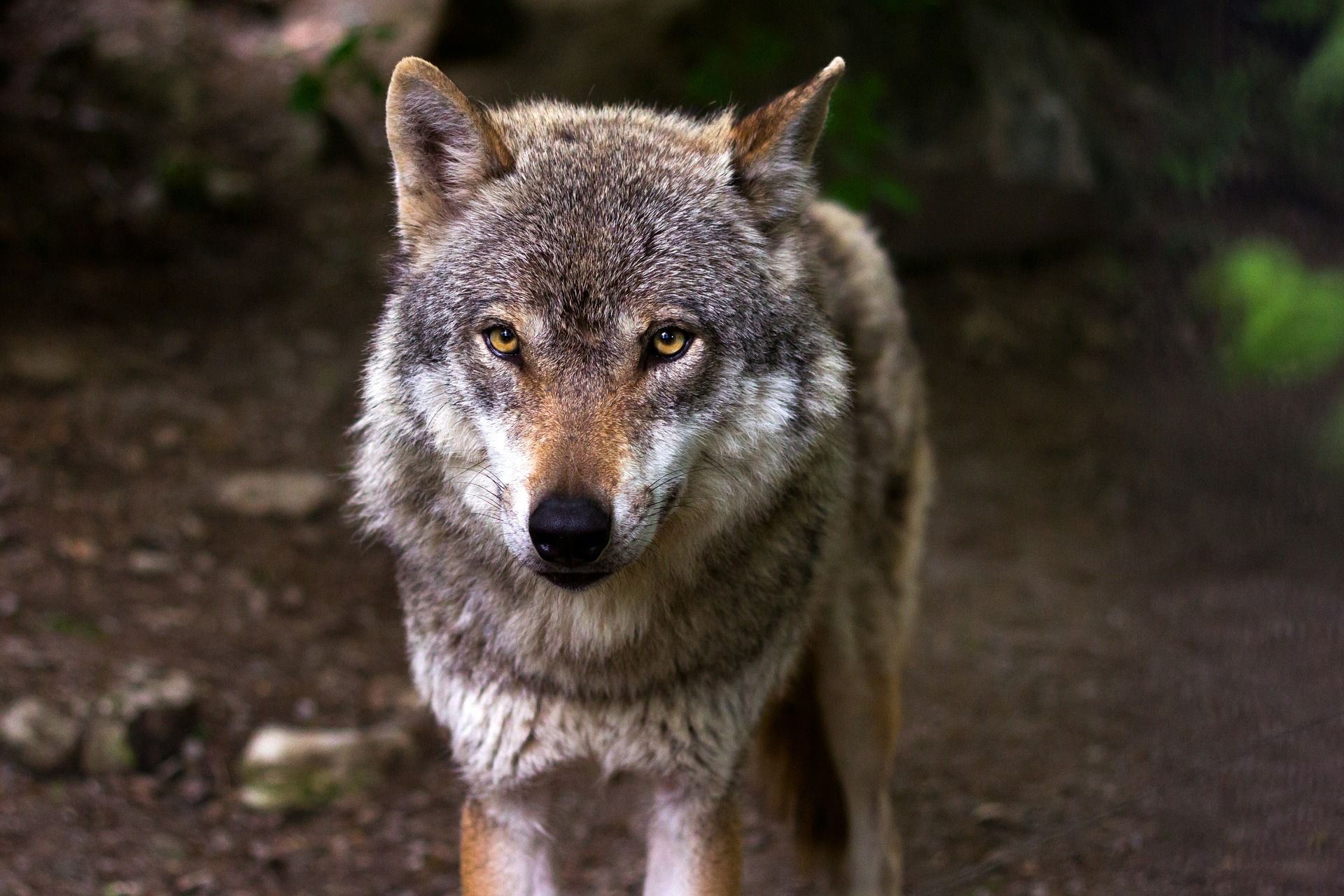 Ejemplar de lobo ibérico / Foto: Pixabay