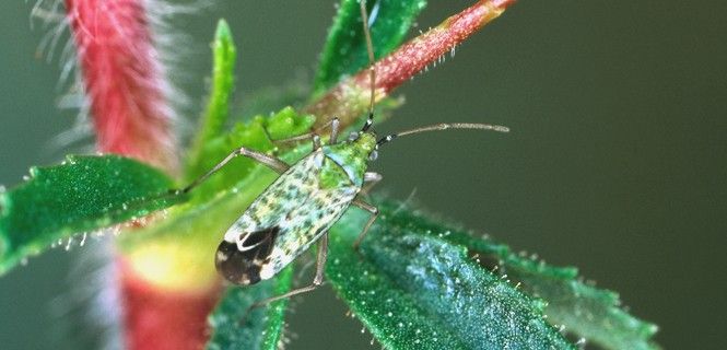 La asnillo es una planta huésped para el insecto 'Macrotylus paykulli'. La diversidad de especies se pierde / Foto: Ekkehard Wachmann