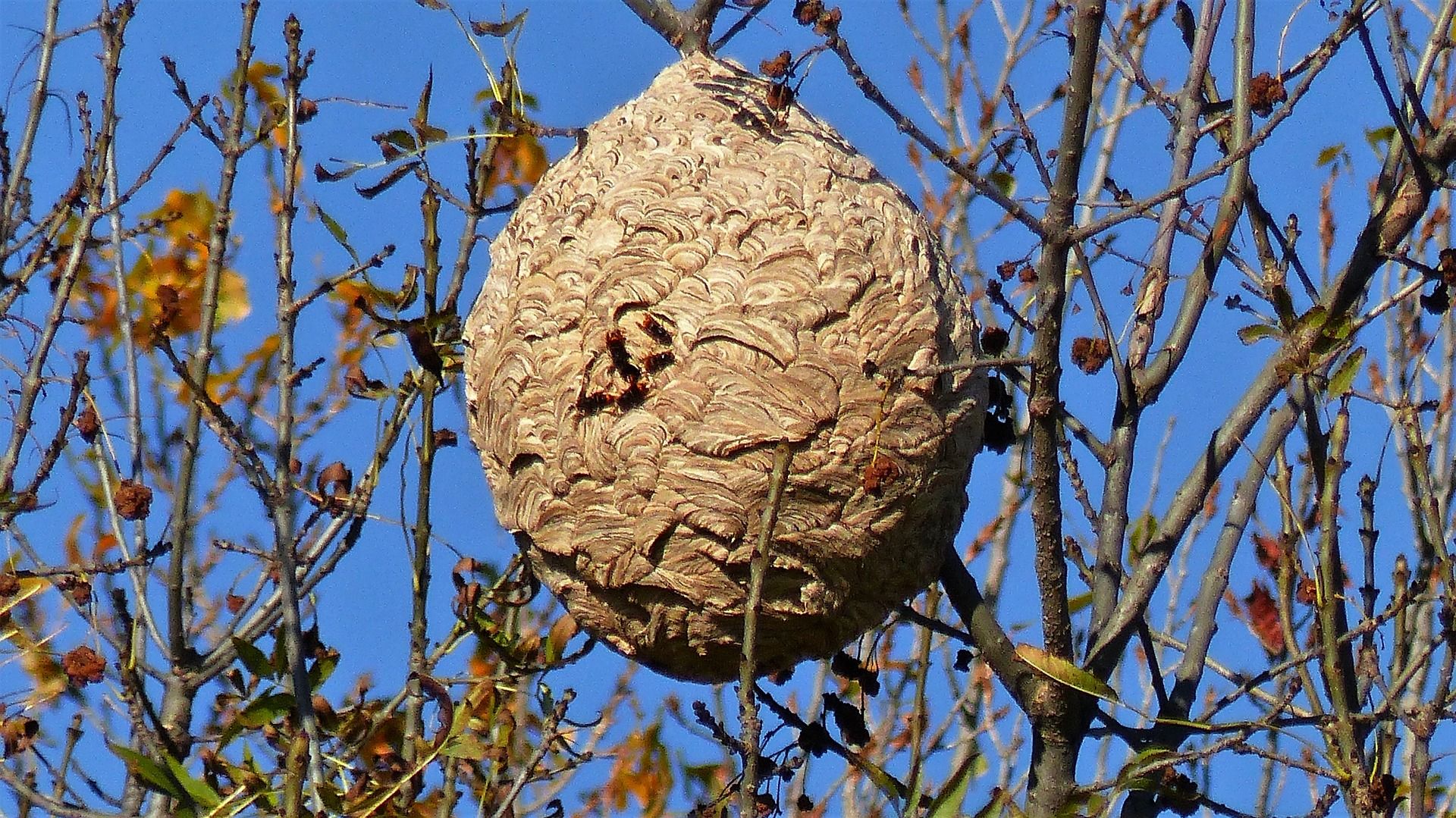 Nido de avispa asiática. Especie exótica invasora. España expedientada  / Foto: Claude Alleva - Pixabay