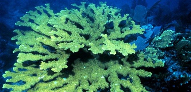 La 'Acropora palmata' está catalogada como amenazada / Foto: EP - Wikipedia
