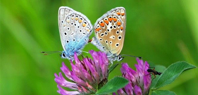 Macho, izquierda y hembra, derecha? de 'Polyommatus icarus' / Foto: Böhringer Friedrich - Wikipedia