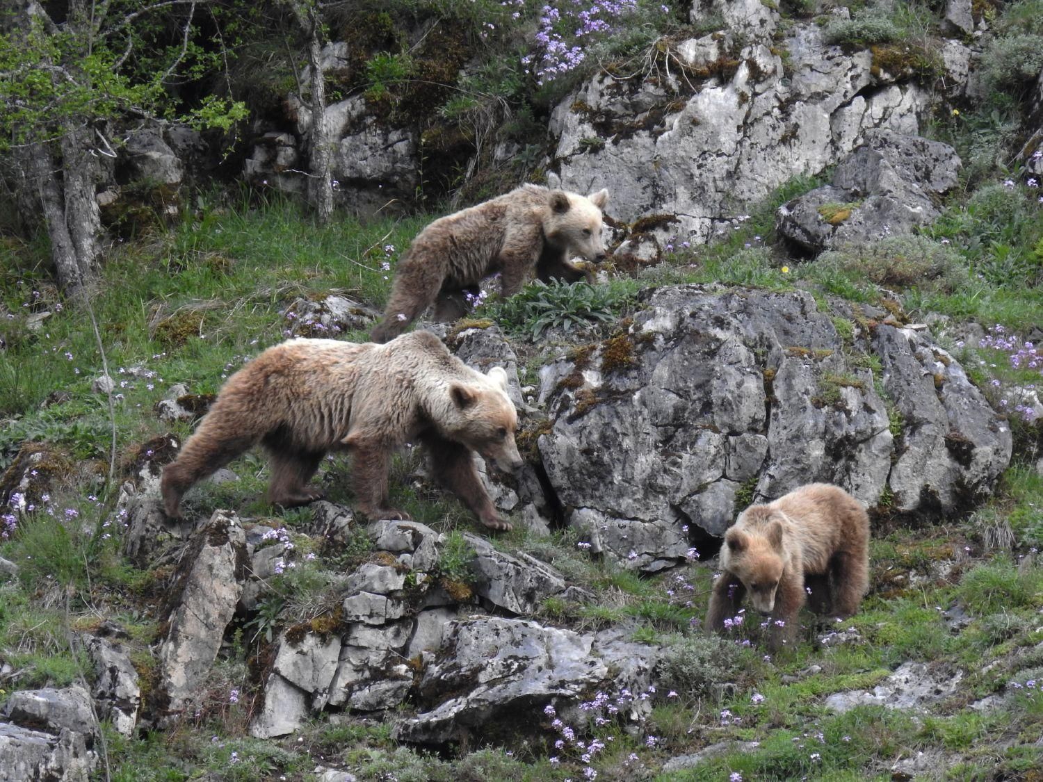 Programa de geolocalización de osos pardos / Foto: FOP