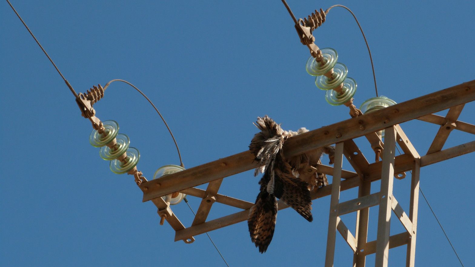 Ejemplar electrocutada en tendido eléctrico, como muchas otras aves que mueren por la misma causa / Foto: EP