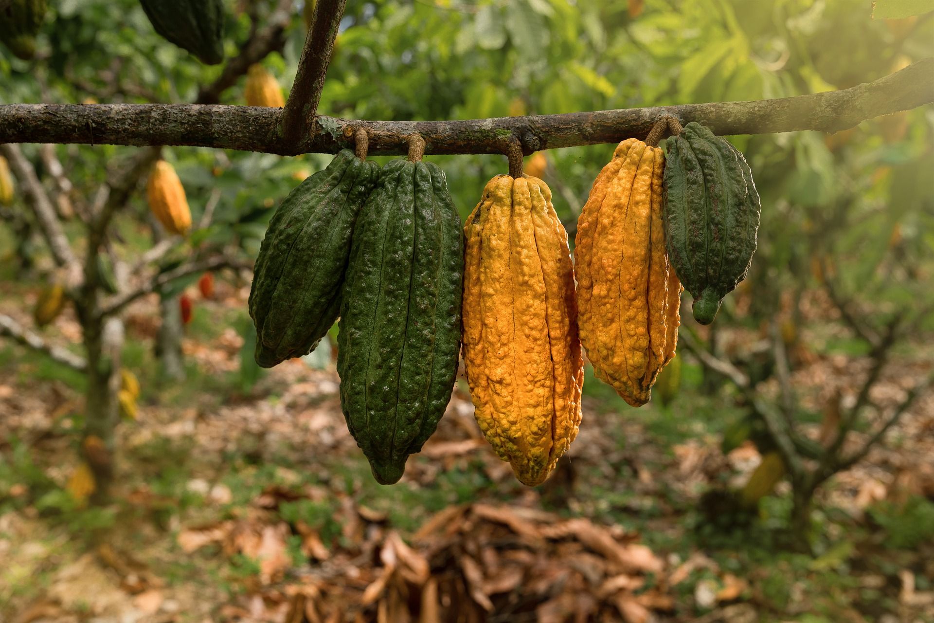 Frutos de cacao. El cacao, café y soja estarán en peligro por la crisis climática / Foto: Pixabay