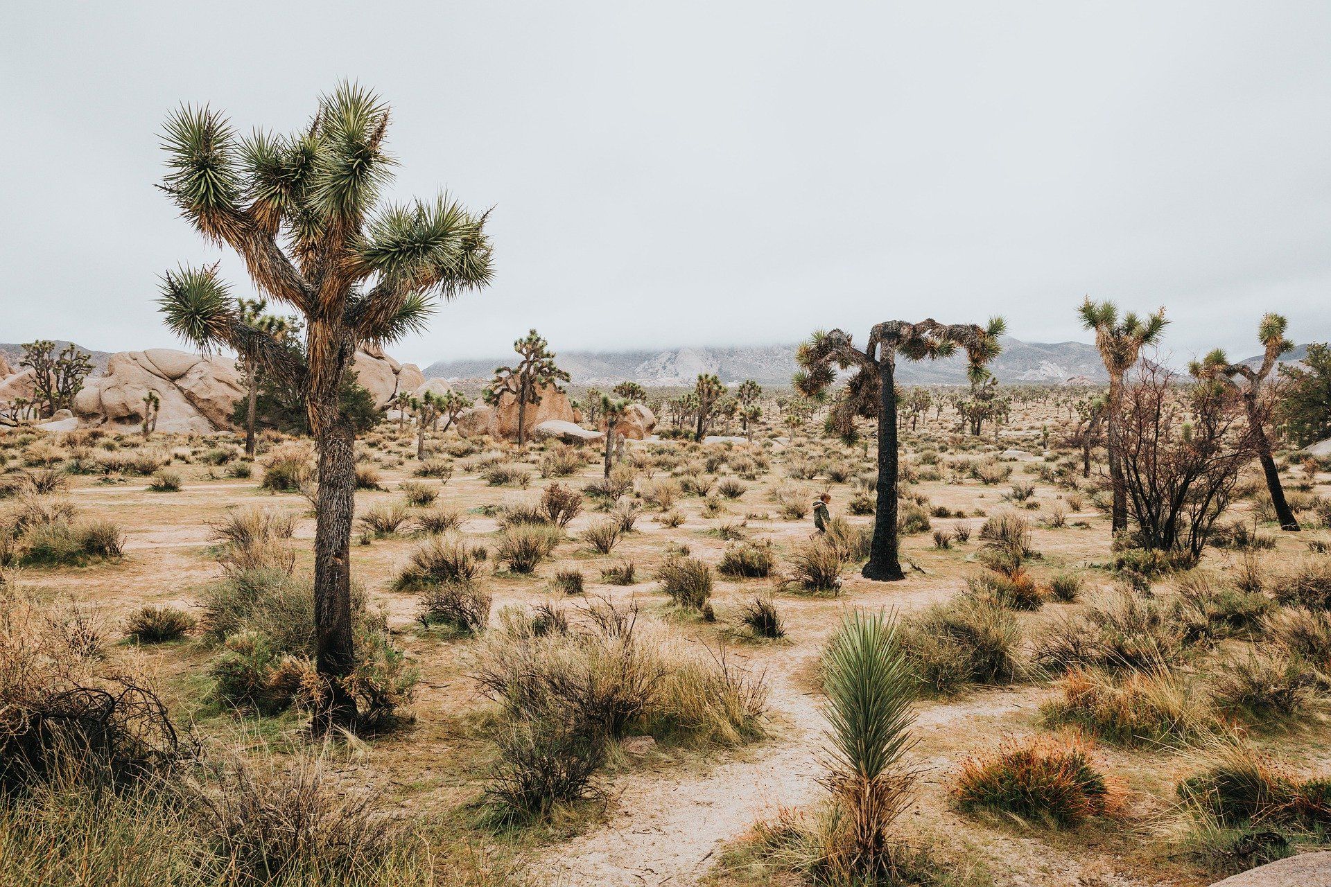 Día Mundial de Lucha contra la Desertificación y la Sequía de 2021 - Foto: Pixabay