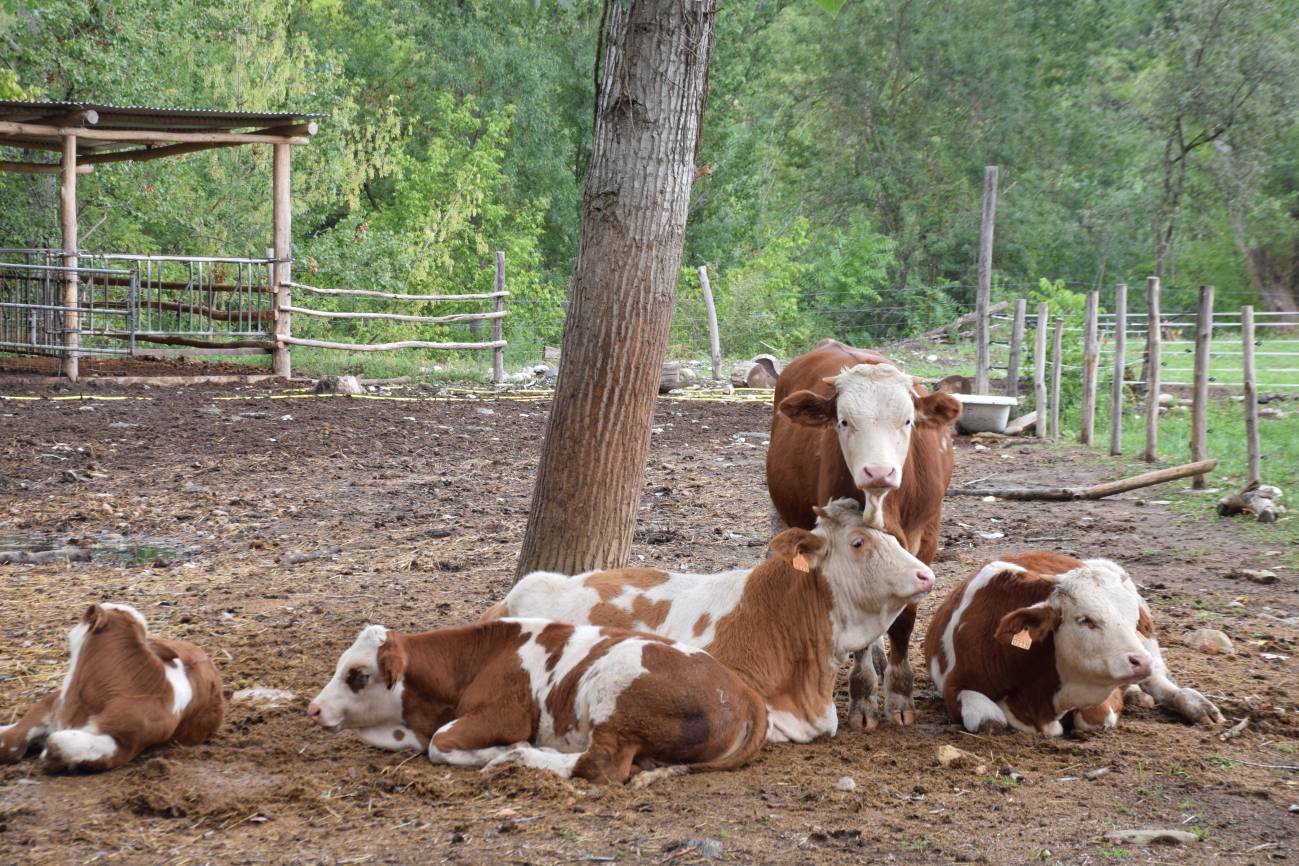 En la huerta regenerativa las vacas pastan cada día en una parcela de pasto diferente para no estropear las plantas con el pisoteo / Foto: SINC
