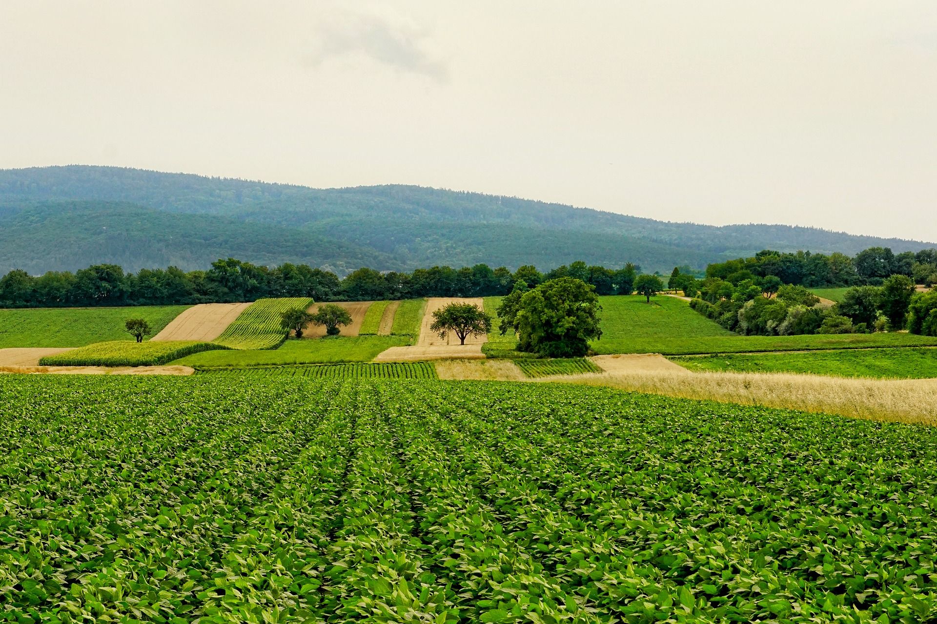 Campo de cultivos. Una PAC más justa y sostenible basada en la ciencia / Foto: Schwoaze - Pixabay